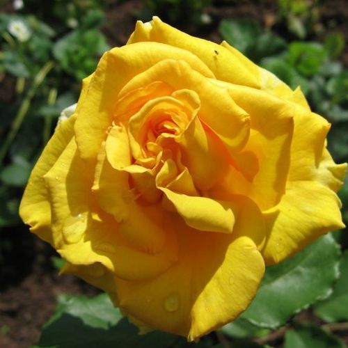 Złoto-żółty - róża wielkokwiatowa - Hybrid Tea